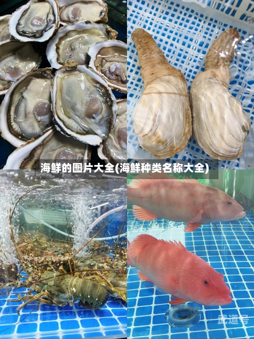 海鲜的图片大全(海鲜种类名称大全)