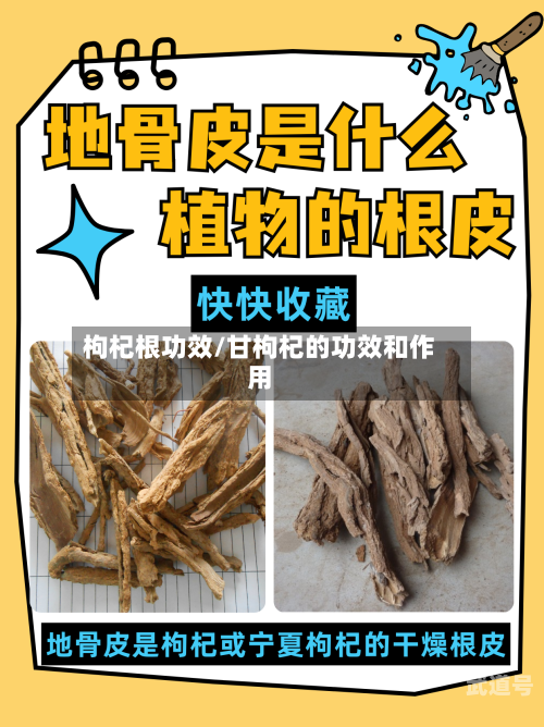 枸杞根功效/甘枸杞的功效和作用