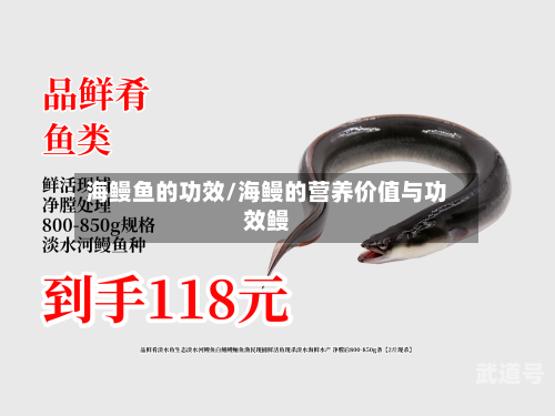 海鳗鱼的功效/海鳗的营养价值与功效鳗
