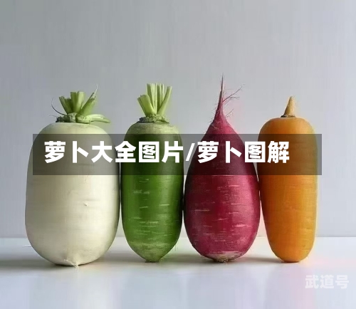 萝卜大全图片/萝卜图解