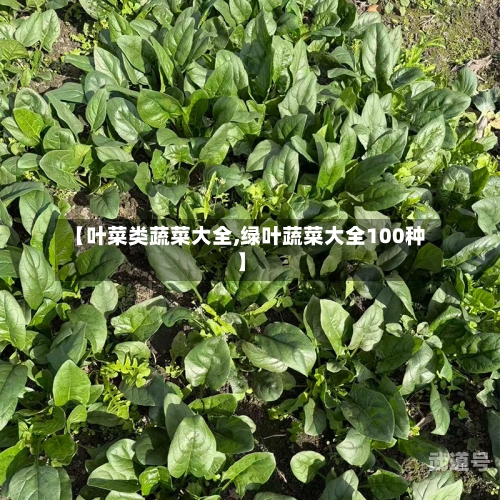 【叶菜类蔬菜大全,绿叶蔬菜大全100种】