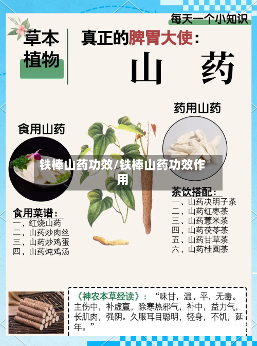铁棒山药功效/铁棒山药功效作用