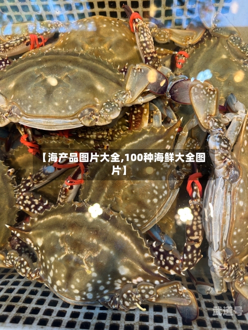 【海产品图片大全,100种海鲜大全图片】