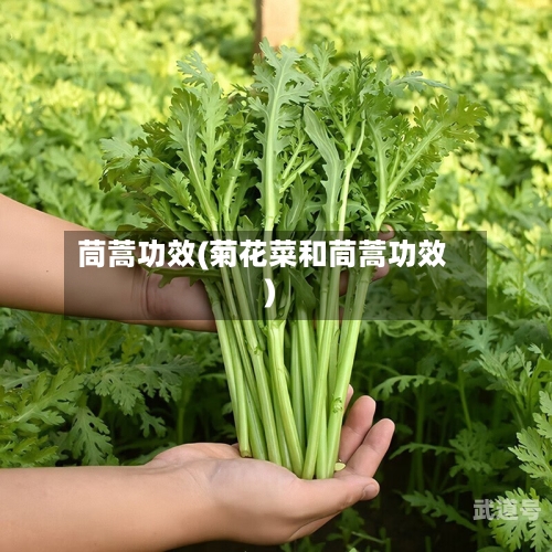 茼蒿功效(菊花菜和茼蒿功效)