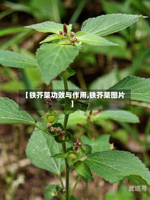 【铁芥菜功效与作用,铁芥菜图片】