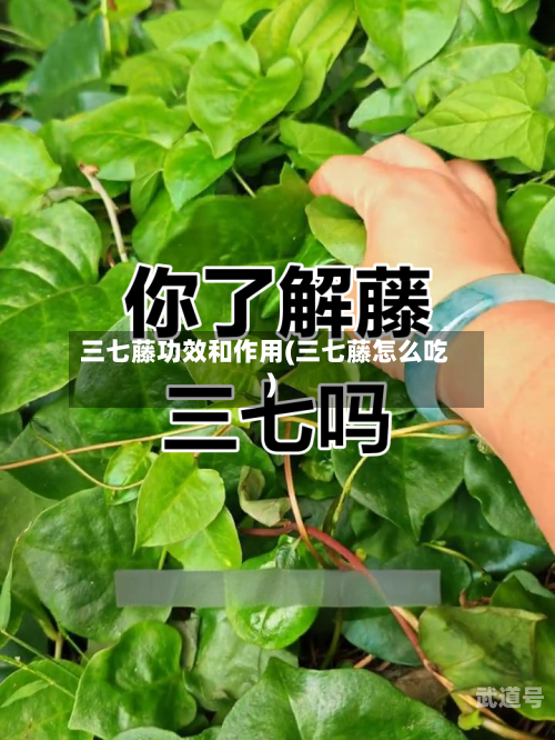 三七藤功效和作用(三七藤怎么吃)