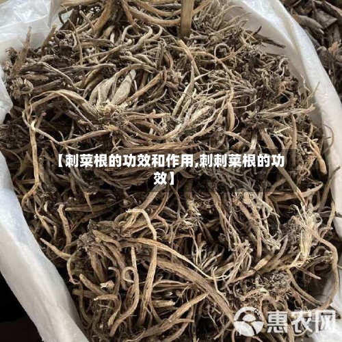 【刺菜根的功效和作用,刺刺菜根的功效】