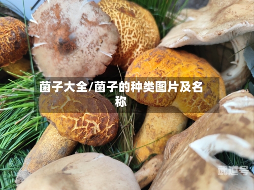 菌子大全/菌子的种类图片及名称