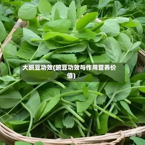大豌豆功效(豌豆功效与作用营养价值)