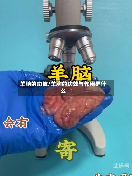 羊脑的功效/羊脑的功效与作用是什么