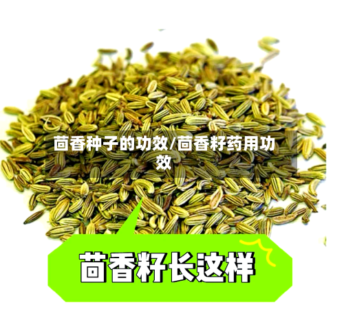 茴香种子的功效/茴香籽药用功效