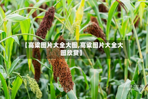 【高粱图片大全大图,高粱图片大全大图欣赏】