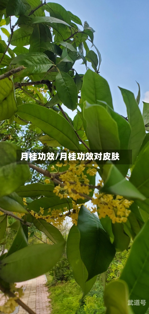 月桂功效/月桂功效对皮肤