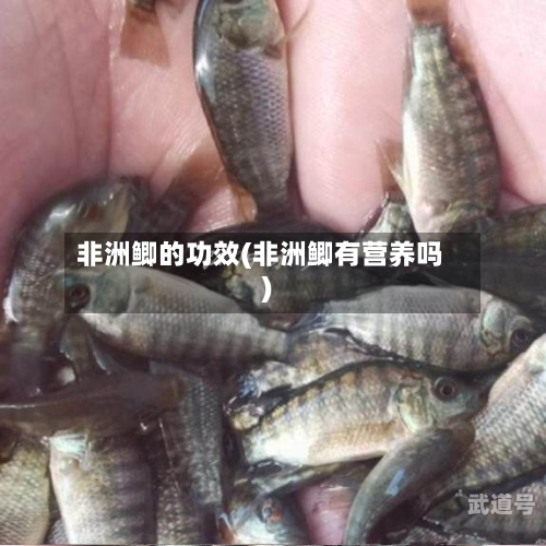 非洲鲫的功效(非洲鲫有营养吗)