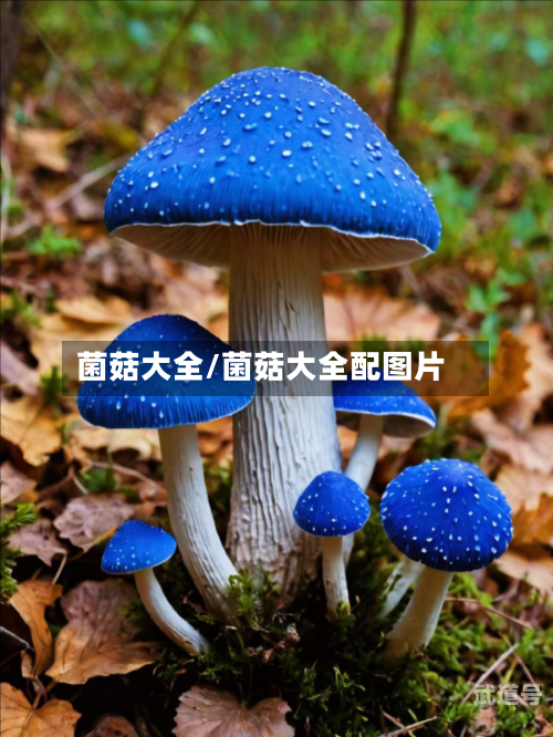 菌菇大全/菌菇大全配图片