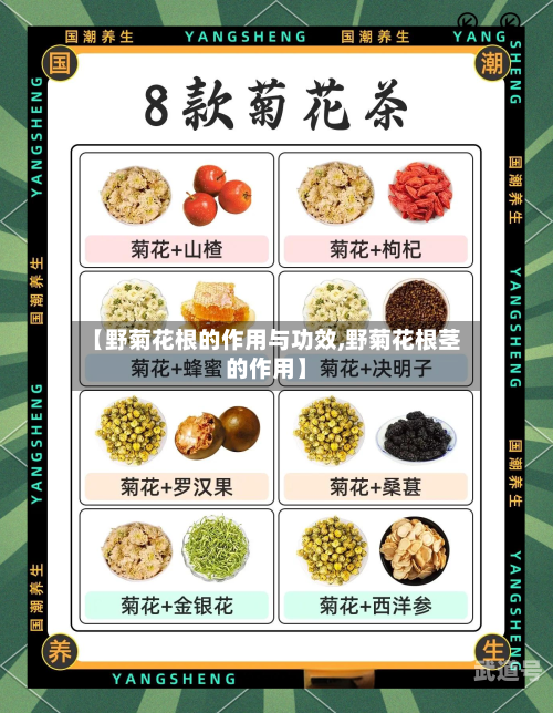 【野菊花根的作用与功效,野菊花根茎的作用】