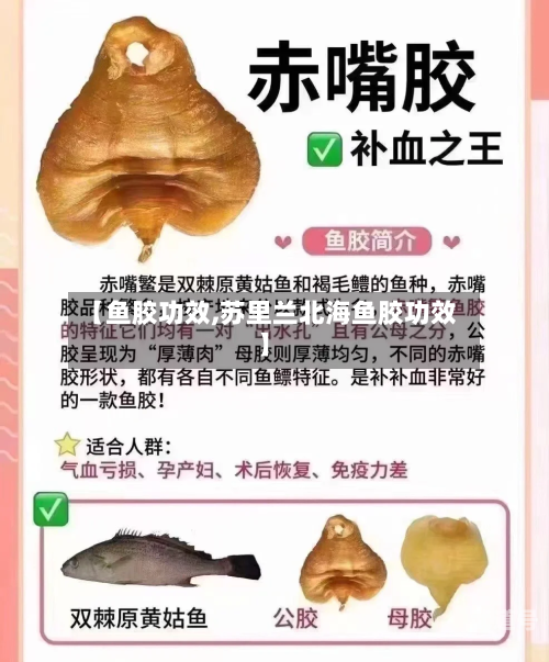 【鱼胶功效,苏里兰北海鱼胶功效】
