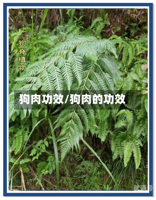 狗肉功效/狗肉的功效