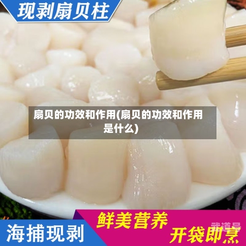 扇贝的功效和作用(扇贝的功效和作用是什么)