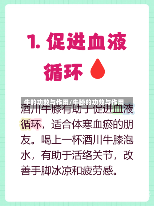牛的功效与作用/牛膝的功效与作用