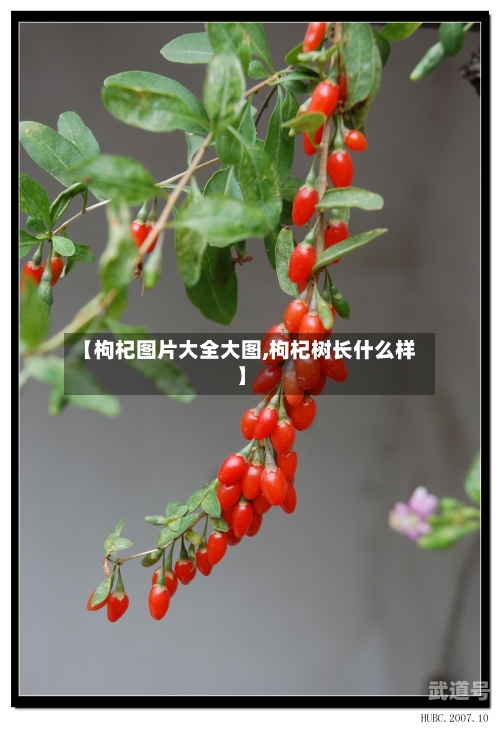 【枸杞图片大全大图,枸杞树长什么样】