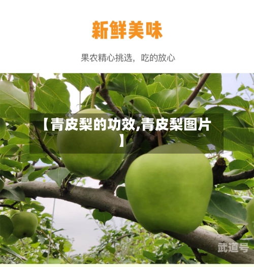 【青皮梨的功效,青皮梨图片】
