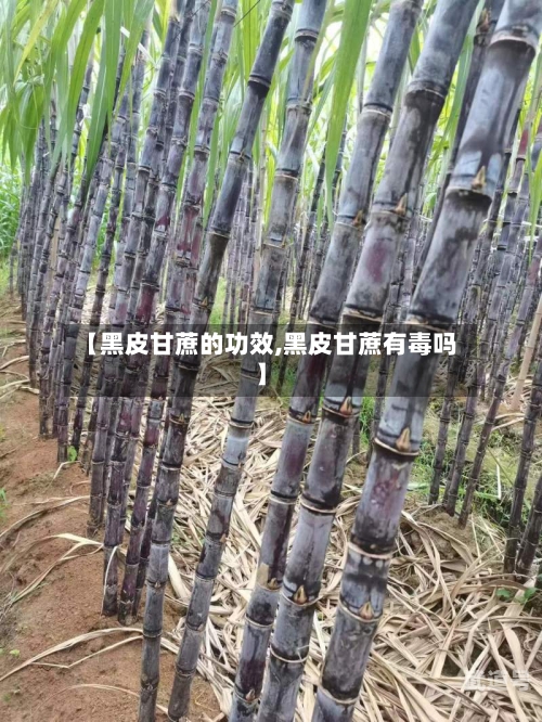 【黑皮甘蔗的功效,黑皮甘蔗有毒吗】