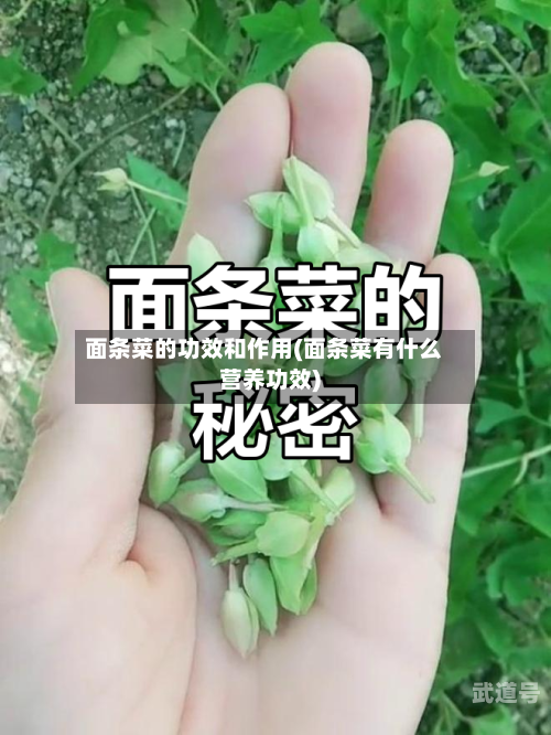 面条菜的功效和作用(面条菜有什么营养功效)