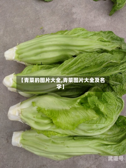【青菜的图片大全,青菜图片大全及名字】