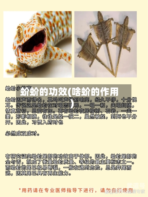 蚧蚧的功效(啥蚧的作用)