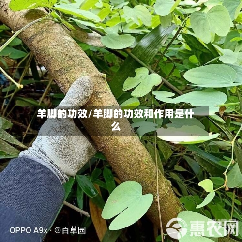 羊脚的功效/羊脚的功效和作用是什么