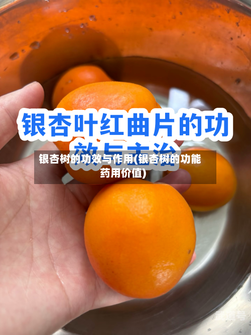 银杏树的功效与作用(银杏树的功能药用价值)-第2张图片