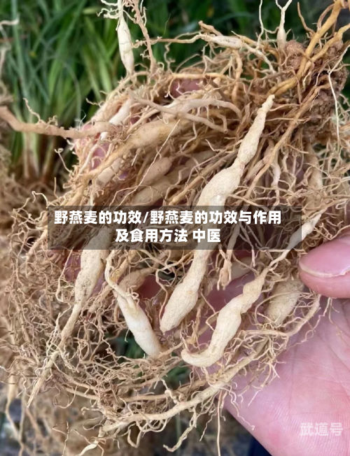 野燕麦的功效/野燕麦的功效与作用及食用方法 中医