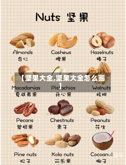 【坚果大全,坚果大全怎么画】