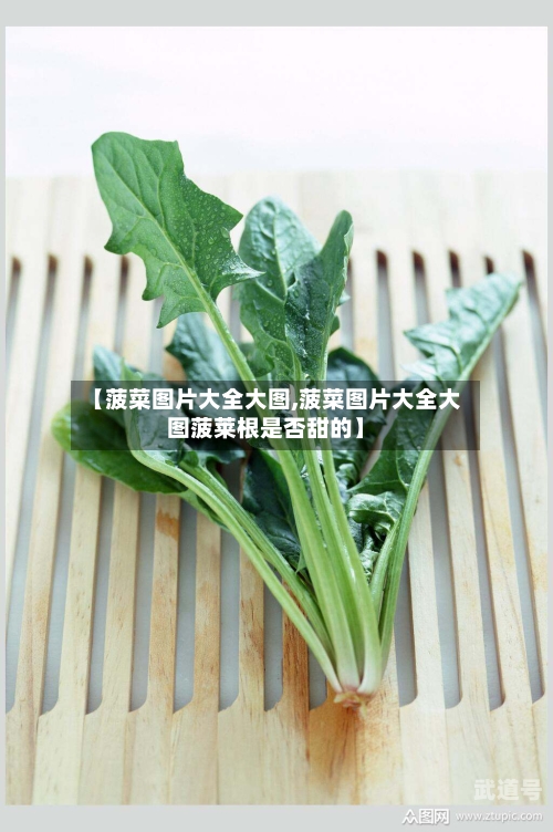 【菠菜图片大全大图,菠菜图片大全大图菠莱根是否甜的】