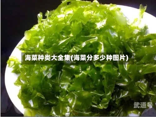 海菜种类大全集(海菜分多少种图片)-第3张图片