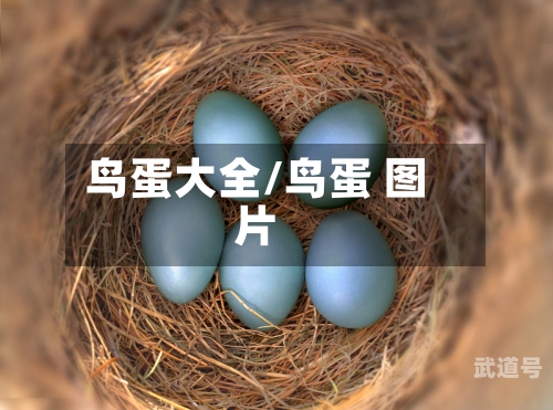鸟蛋大全/鸟蛋 图片