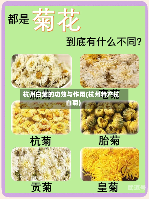 杭州白菊的功效与作用(杭州特产杭白菊)