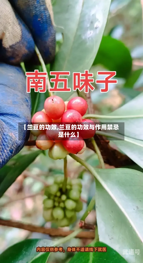 【兰豆的功效,兰豆的功效与作用禁忌是什么】