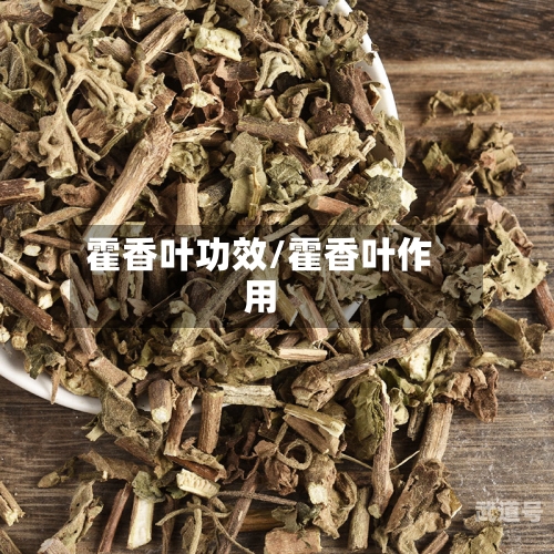 霍香叶功效/霍香叶作用