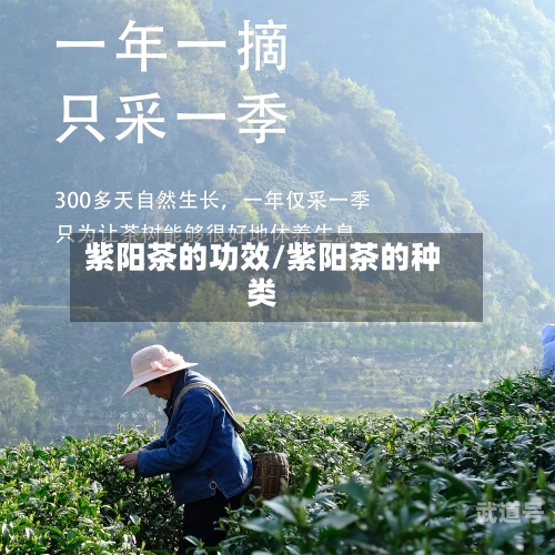紫阳茶的功效/紫阳茶的种类-第1张图片