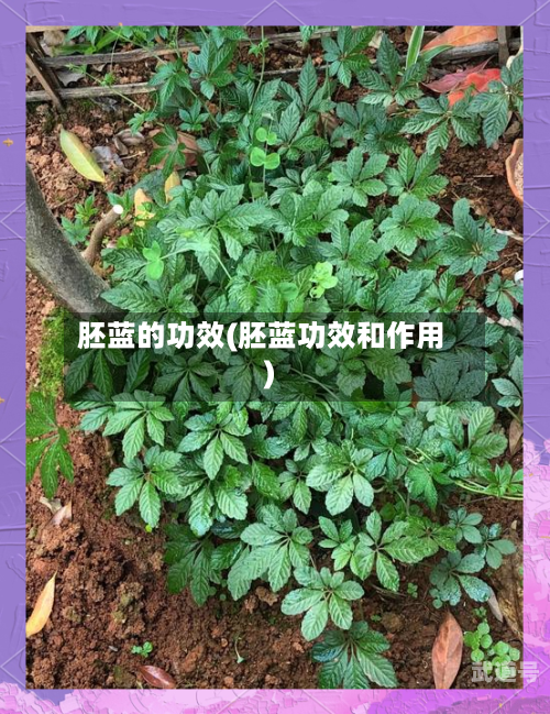 胚蓝的功效(胚蓝功效和作用)