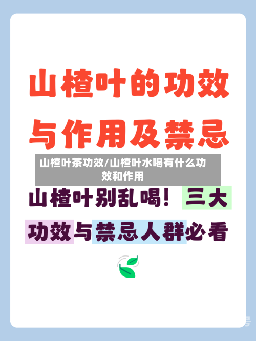 山楂叶茶功效/山楂叶水喝有什么功效和作用