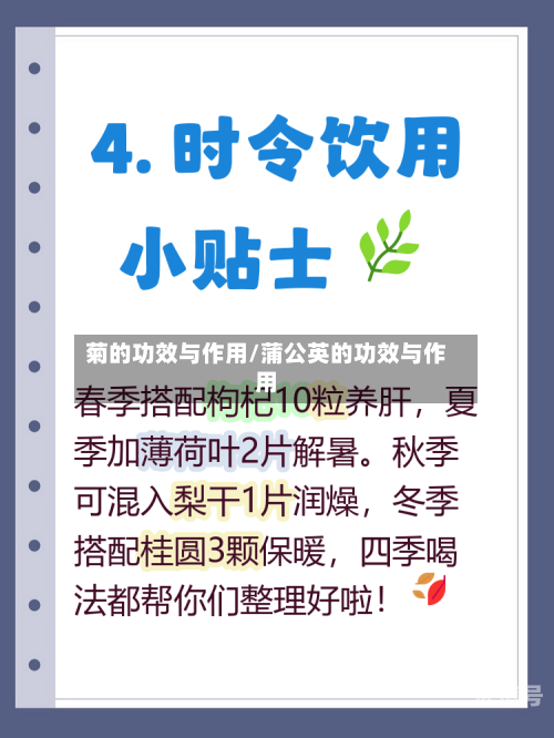 菊的功效与作用/蒲公英的功效与作用