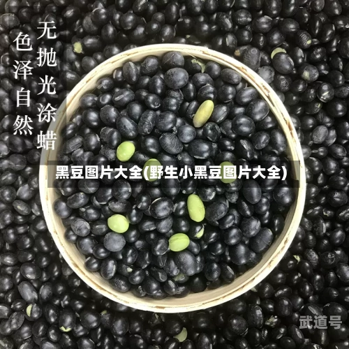 黑豆图片大全(野生小黑豆图片大全)