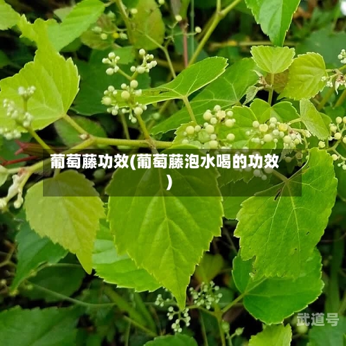 葡萄藤功效(葡萄藤泡水喝的功效)