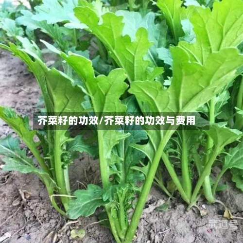 芥菜籽的功效/芥菜籽的功效与费用-第3张图片