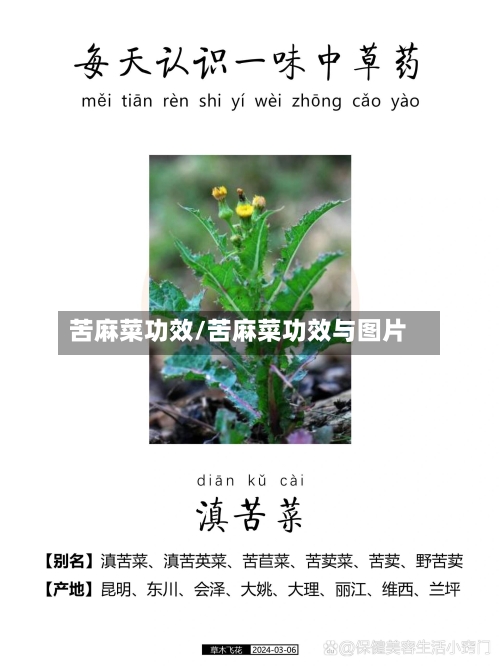 苦麻菜功效/苦麻菜功效与图片
