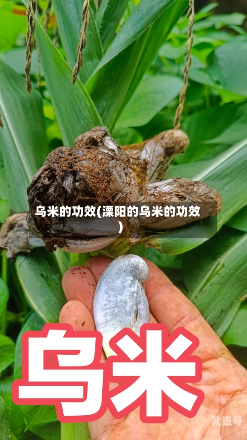 乌米的功效(溧阳的乌米的功效)