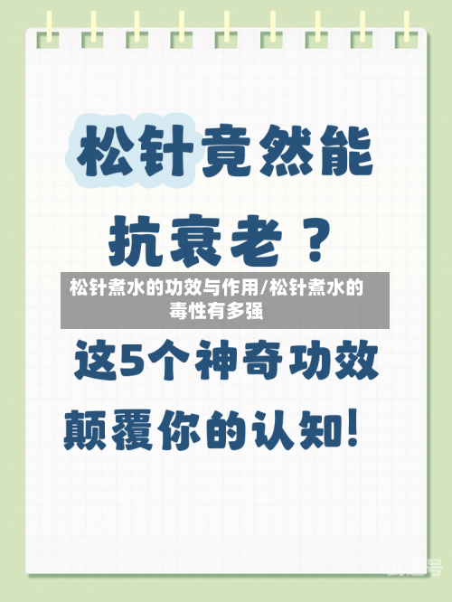 松针煮水的功效与作用/松针煮水的毒性有多强